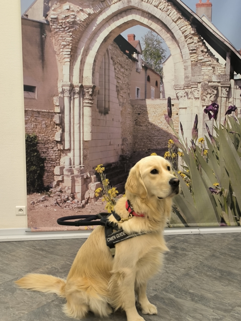 Urios, chien guide d'aveugle en apprentissage
